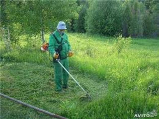 Cosim iarba, tăiem copaci foto 10