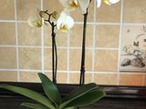 Орхидей гигант foto 1