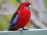 Rosella Pennant