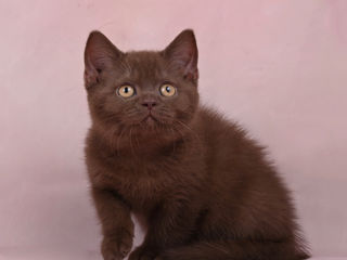 Pisoii British Chinchilla foto 3