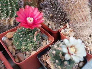 Vind colectie de cactusi foto 7