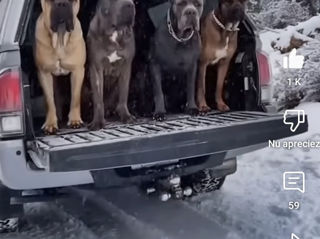 Cane corso  foto 7
