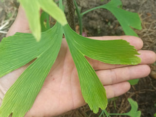 Гинкго билоба листья.. ginkgo biloba саженцы сорт морозостойки foto 2