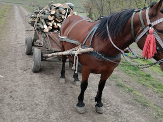 Se vinde iapă foto 3