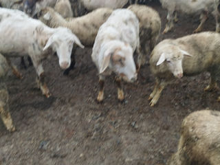 Закупаем овец коз на мяса