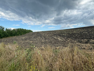 Teren Agricol 1,27 ha, Sîngerei foto 4