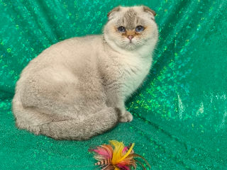 Scottish fold foto 2