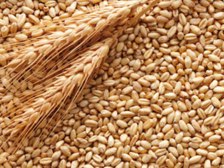 Se vinde Griu in saci 2.60 lei /kg/ Продам пшеницу в мешках
