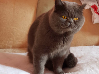 Motan British Shorthair Blue pentru montă foto 2