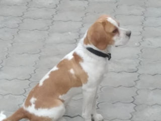 Beagle bicolor foto 2