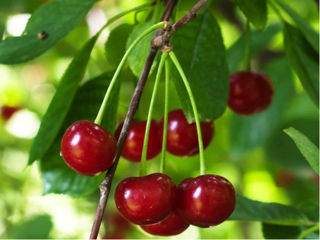 Vînd Pueţi de pomi fructiferi foto 8