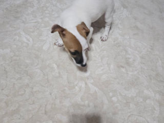 Jack Russel foto 3