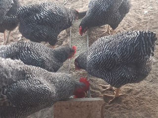 Vind carne de gaina proaspat taiata la comanda clientului gaini porumbaca foto 2