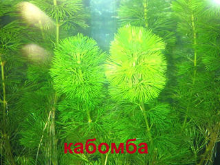 продам  аквариумные растения foto 6