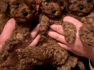 Toy poodle (pudel)