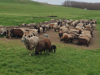 Ovine  фото 3