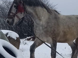 Se vinde armăsar  din sinje Percheron foto 5