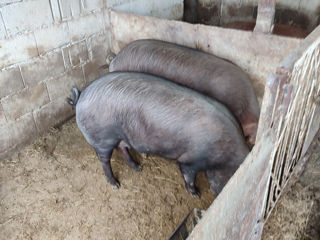 Porci de casa