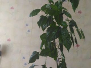 vind hibiscus (Китайская Роза) foto 1
