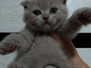 Femele pisicuțe scottish fold foto 4