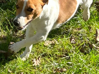 Vând cățel Jack Russell Terrier