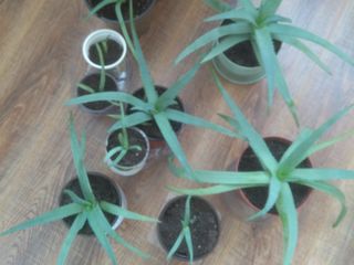Aloe vera, dupa trei ani, si pina la trei ani, flori pentru casa, oficiu foto 3