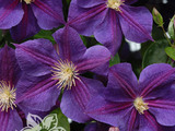 clematis,liane căţărătoare foto 3