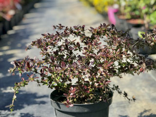 Berberis foto 4