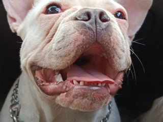 Franțuz bulldog rasa curata alb caută fetițe foto 2