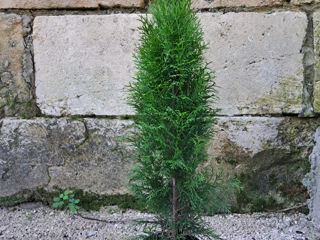 Thuja occidentalis foto 4