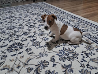 Jack Russell Terrier