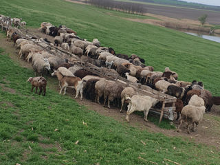 Ovine  фото 1