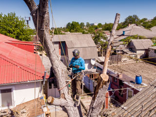 Defrisare arbori de orice dimensiuni si greutate.Arborist/Распиловка деревьев в труднодоступных мест foto 6