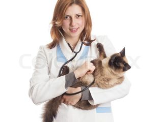 Medic veterinar la domiciliu 24/24 foto 1