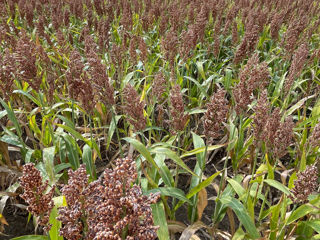 Sorg сорго sorghum foto 2