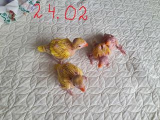 Ожереловый попугай 2 месяца фото