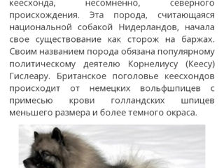 Щенки ВОЛЬФШПИЦ -КЕЕСХОНД foto 9