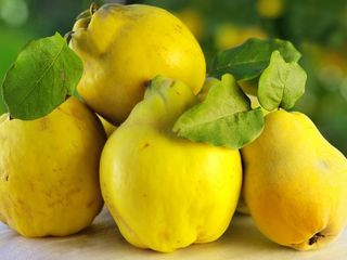 Pomi fructiferi - Gutui _ soiul Codreanca ( яблочный ) și alte specii... foto 1
