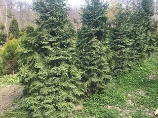 Arbori si arbusti decorativi crescuti in Moldova foto 4