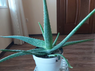 aloe foto 3