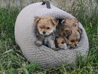Yorkshire Terrier  foto 2