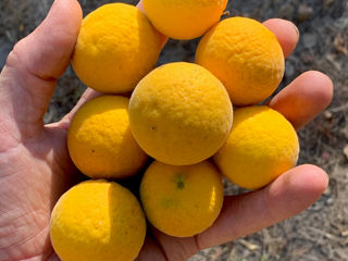 Лимон морозостойкий "Lemon-Bitter" -30C