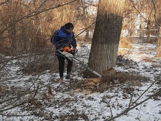 Спил деревьев!