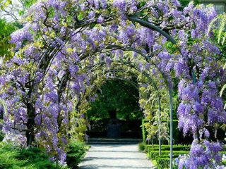 Глицинию Блю Мун. Wisteria – Вистерия. foto 9