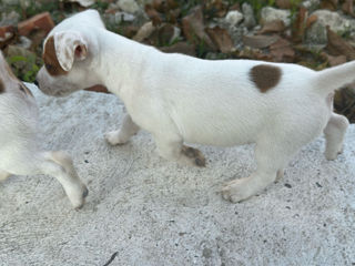 Jack Russell Terrier  foto 2