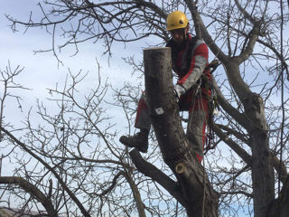 Tăierea copacilor avariați, Defrisare arbori foto 7