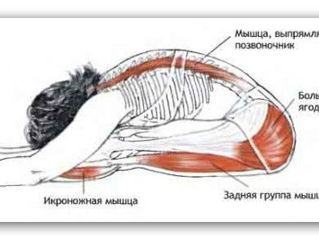 Тренажер для спины и позвоночника. foto 8