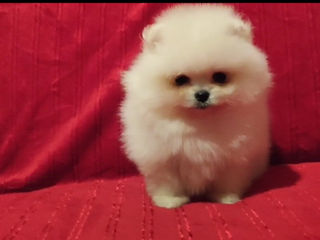 Подарок любимым! mini spitz pomeranian toy foto 3