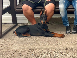 Doberman foto 2