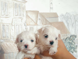 Bichon maltese cățeluși mini foto 4